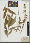 Foto von Salix alba L. x Salix fragilis L.